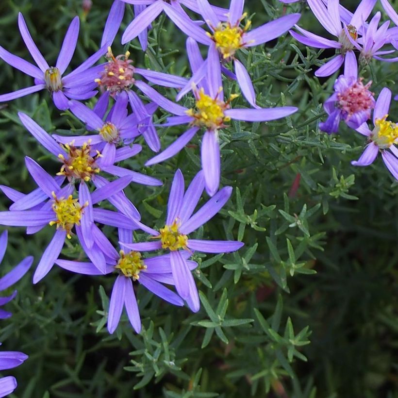 Aster sedifolius Nanus - Herfstaster (Flowering)