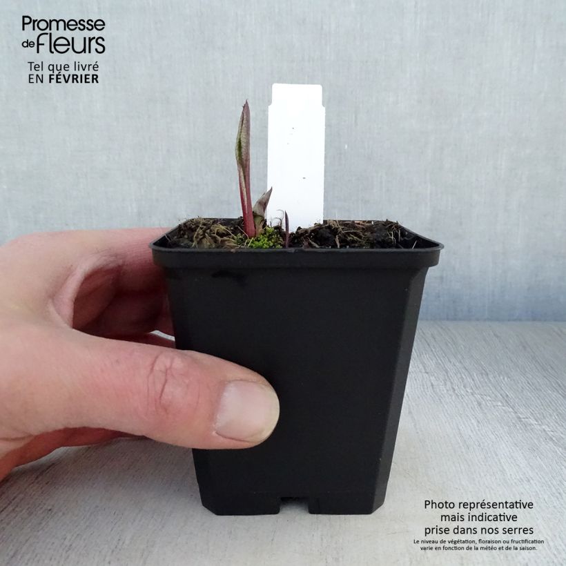 Example of Aster tataricus Jindai - Siberische herfstaster Kweekpotje van 8/9 cm as you get in hiver