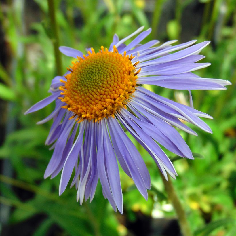 Aster tongolensis Berggarten - Herfstaster (Flowering)