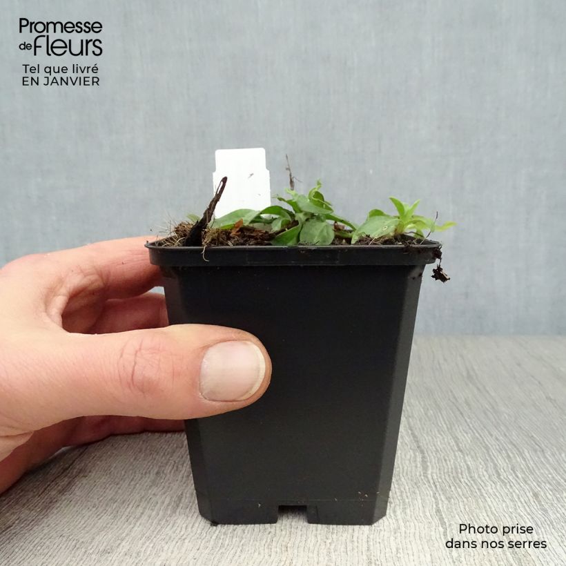 Example of Aster tongolensis Berggarten - Aster de Printemps Kweekpotje van 8/9 cm as you get in hiver