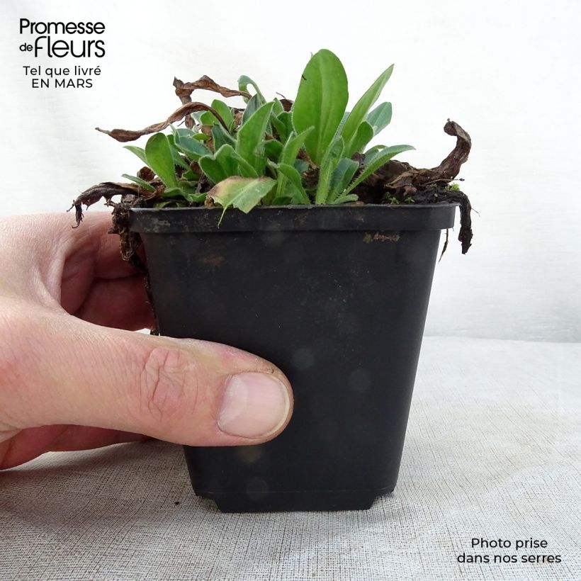 Exemplaar van Aster tongolensis Wartburgstern - Herfstaster Kweekpotje van 8/9 cm zoals geleverd in de lente