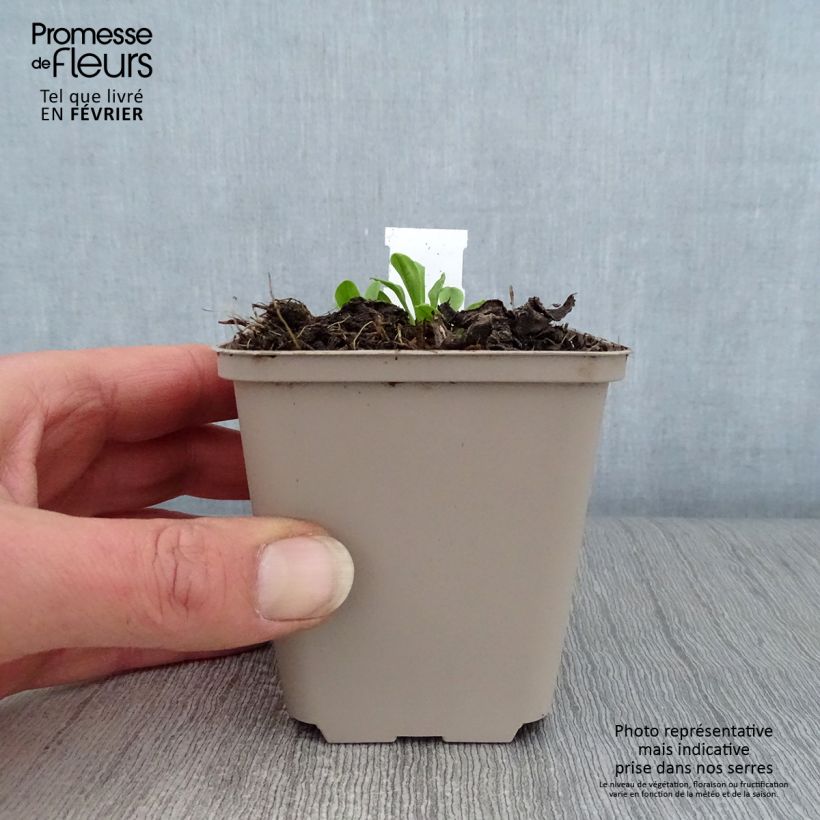 Example of Aster tongolensis Wartburgstern - Aster de Printemps Kweekpotje van 8/9 cm as you get in hiver