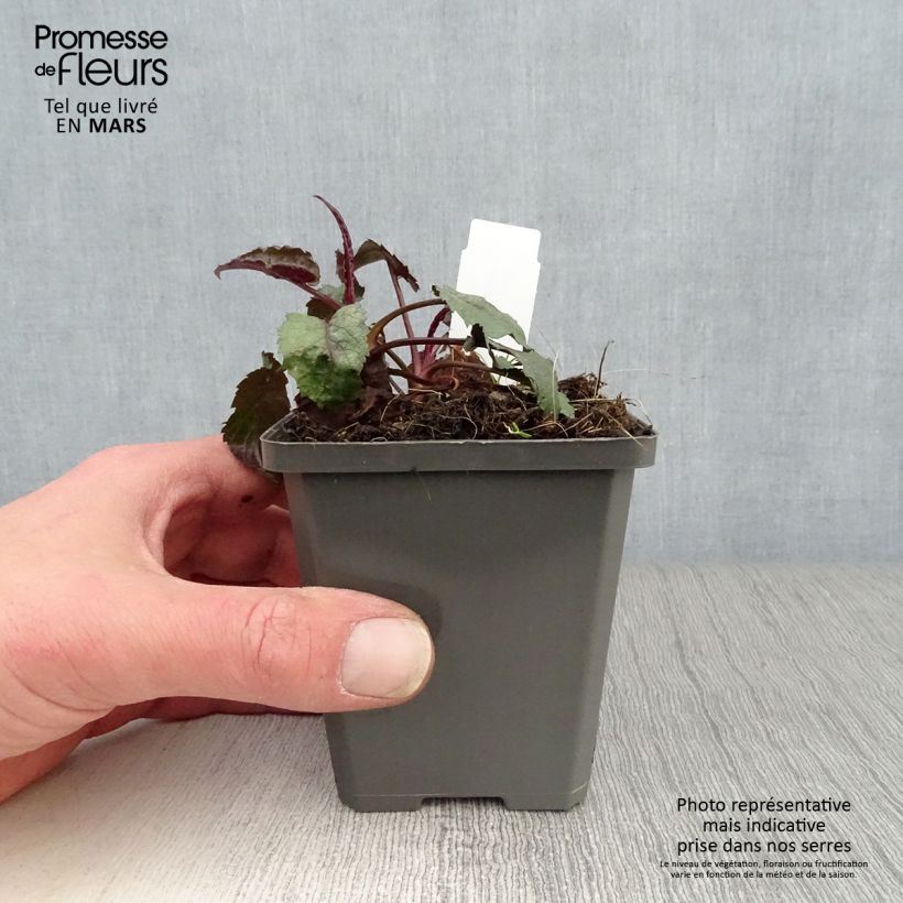 Exemplaar van Aster tradescantii - Noord-Amerikaanse bosaster Kweekpotje van 8/9 cm zoals geleverd in de lente