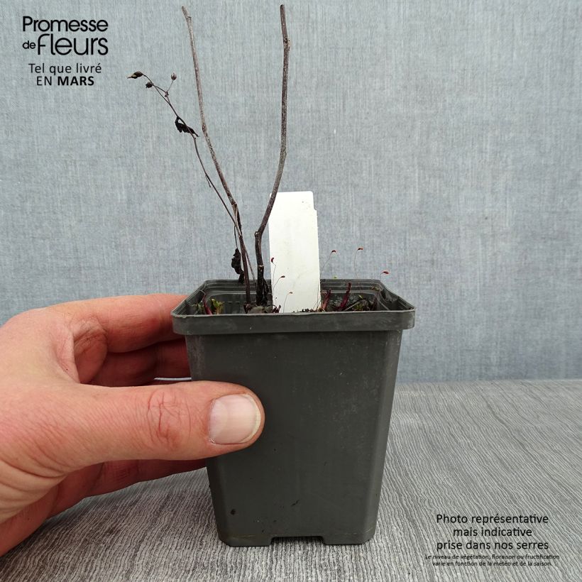 Example of Aster tradescantii - Aster d'automne Kweekpotje van 8/9 cm as you get in hiver