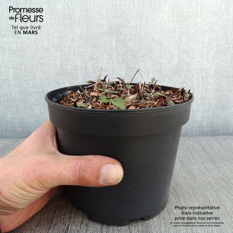Example of Aster tradescantii - Aster d'automne Pot van 2 l/3 l as you get in hiver