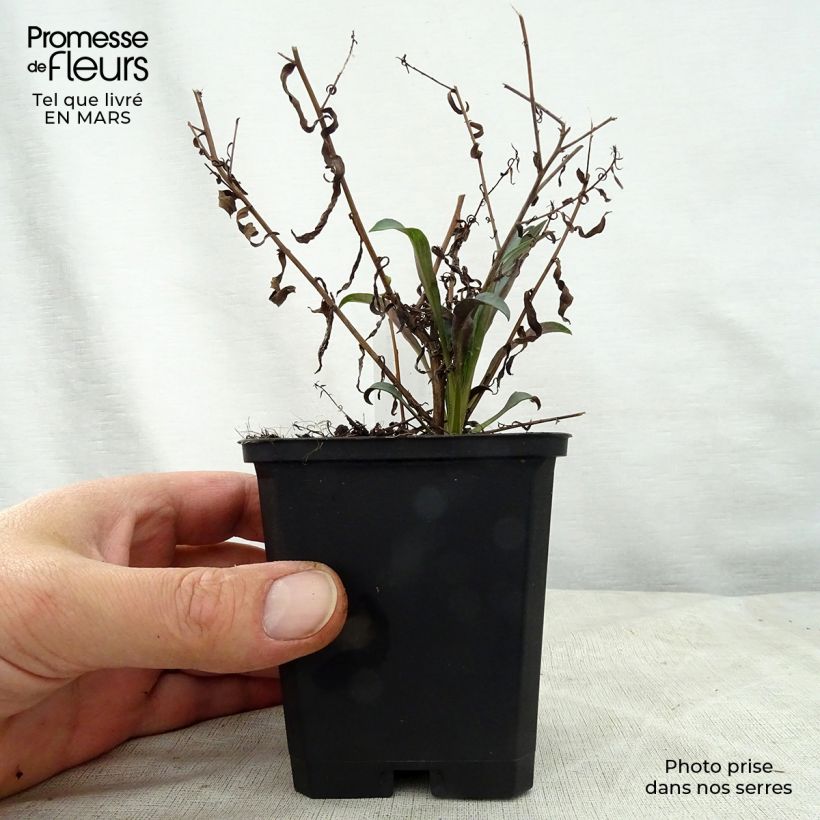 Exemplaar van Aster turbinellus - Herfstaster Kweekpotje van 8/9 cm zoals geleverd in de lente