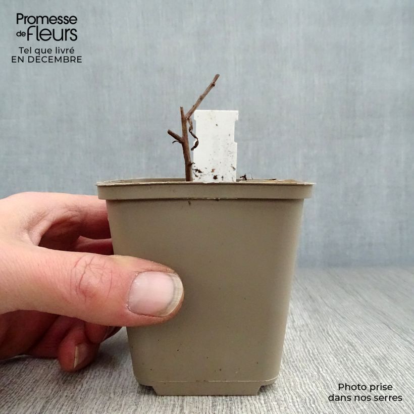 Example of Aster turbinellus - Aster buissonant d'automne Kweekpotje van 8/9 cm as you get in hiver