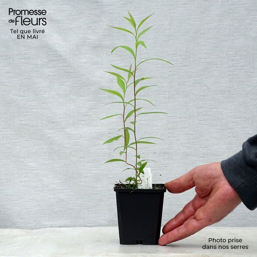 Exemplaar van Aster umbellatus Weisser Schirm - Herfstaster Kweekpotje van 8/9 cm zoals geleverd in de lente