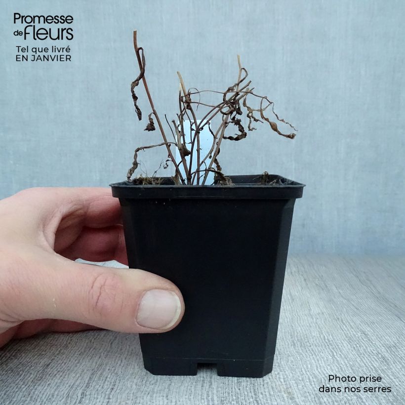 Example of Aster umbellatus Weisser Schirm - Aster en ombelles Kweekpotje van 8/9 cm as you get in hiver