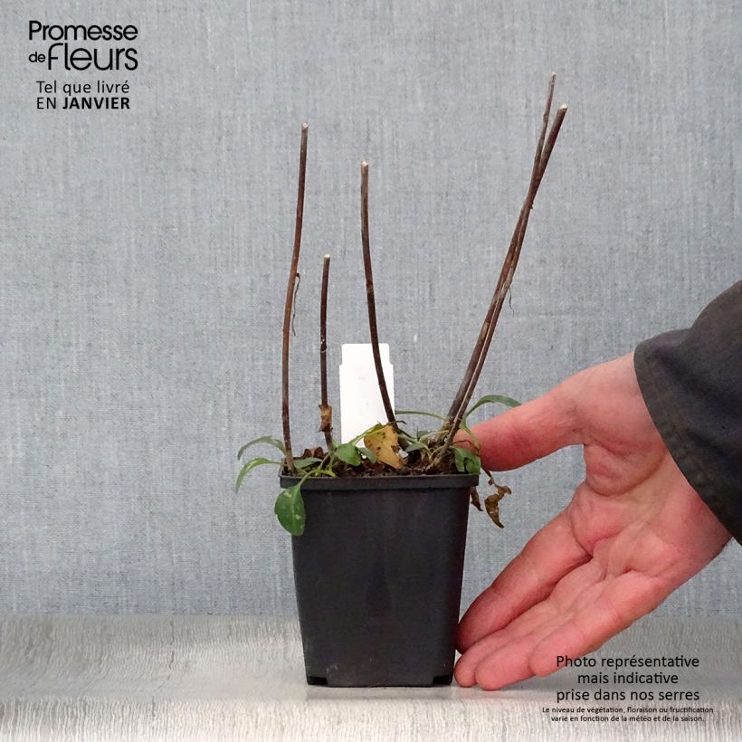 Example of Aster versicolor Altweibersommer - Aster grand d'automne Kweekpotje van 8/9 cm as you get in hiver