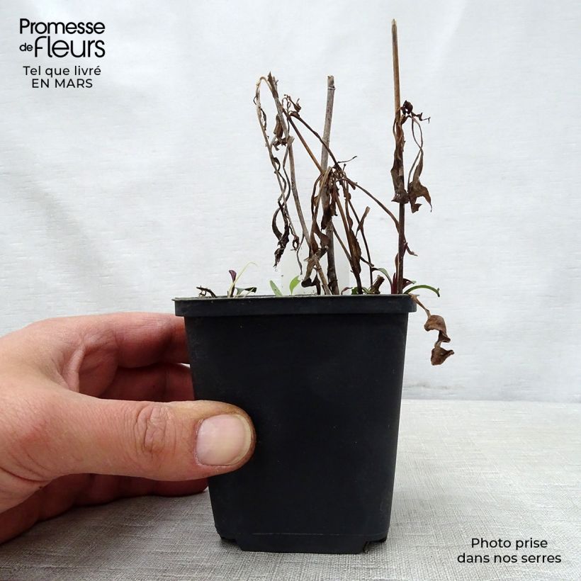 Exemplaar van Aster versicolor Altweibersommer - Septemberkruid Kweekpotje van 8/9 cm zoals geleverd in de lente