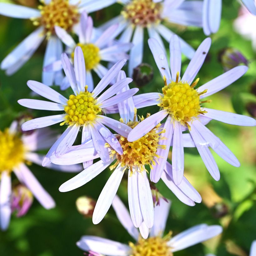 Aster ageratoides Adustus Nanus - Japanse dwergaster (Bloei)