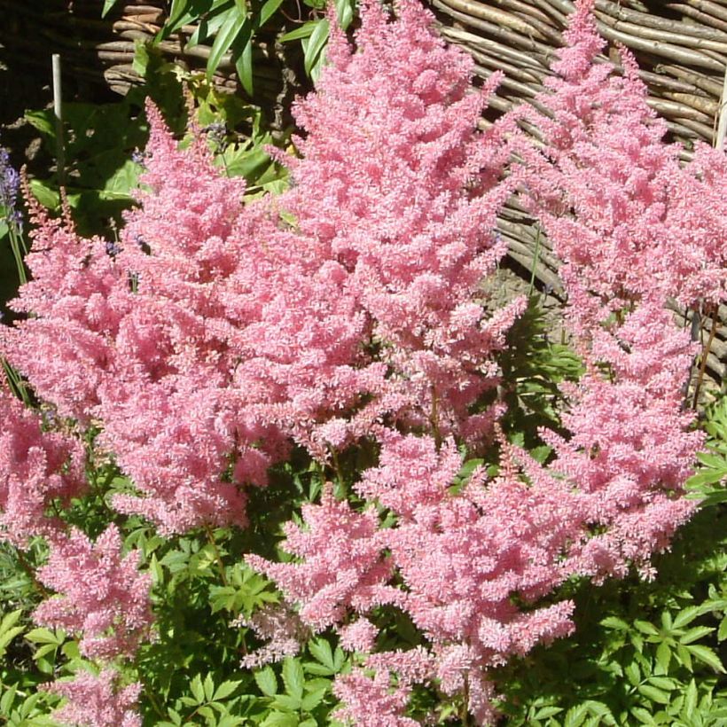 Astilbe Amerika - Pluimspirea (Bloei)
