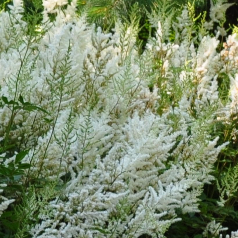Astilbe Avalanche - Pluimspirea (Bloei)