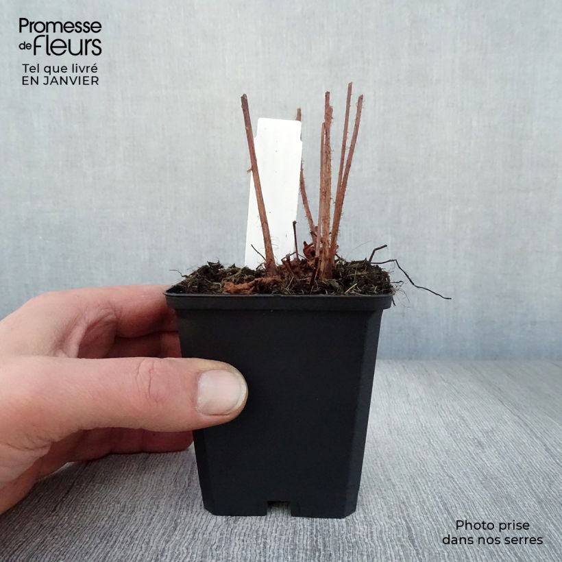 Example of Astilbe Chinensis Purpurkerze Kweekpotje van 8/9 cm as you get in hiver