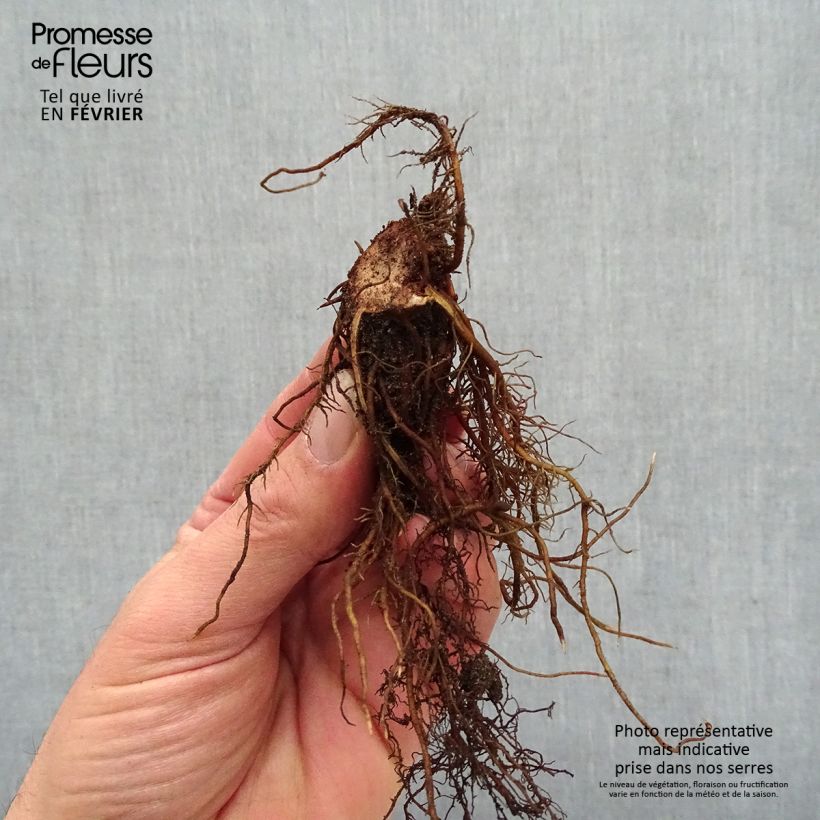 Example of Astilbe Chocolate Shogun Naakte wortel as you get in hiver