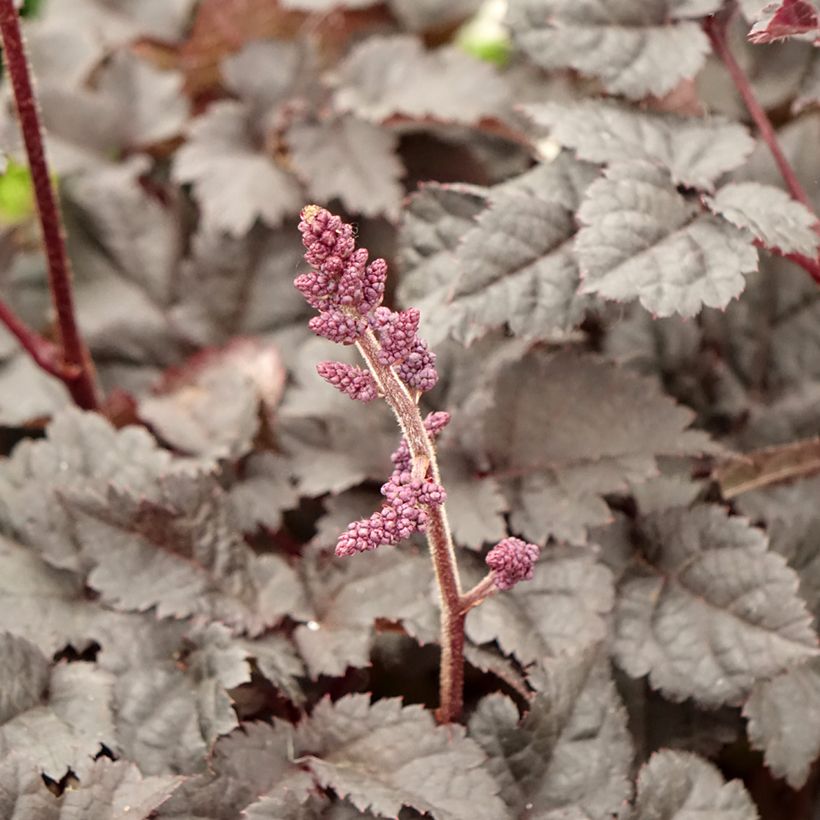Astilbe Darkside Of The Moon - Pluimspirea (Bloei)