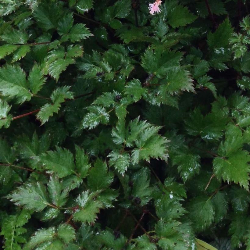 Astilbe japonica Delft Lace - Pluimspirea (Foliage)