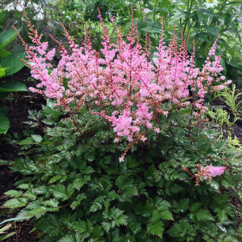 Astilbe japonica Delft Lace - Pluimspirea (Plant habit)