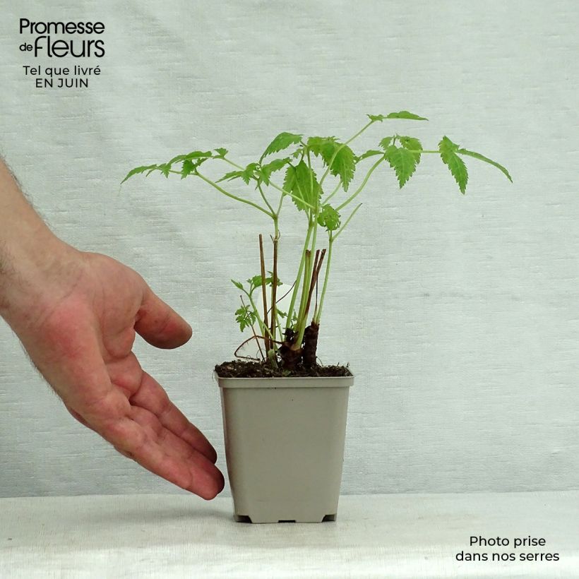 Exemplaar van Astilbe thunbergii Professor van der Wielen - Pluimspirea Kweekpotje van 8/9 cm zoals geleverd in de zomer