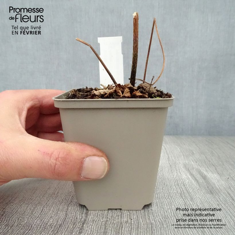 Example of Astilbe Prof. van der Wielen Kweekpotje van 8/9 cm as you get in hiver