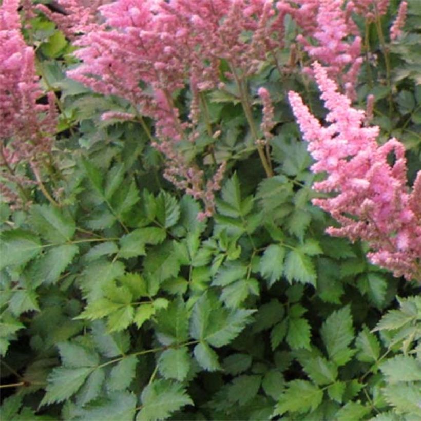 Astilbe Vision in Pink - Pluimspirea (Foliage)