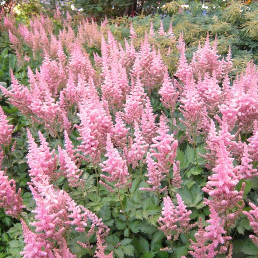 Astilbe Vision in Pink - Pluimspirea (Flowering)