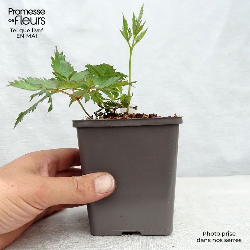 Exemplaar van Astilbe Vision in Pink - Pluimspirea Kweekpotje van 8/9 cm zoals geleverd in de lente