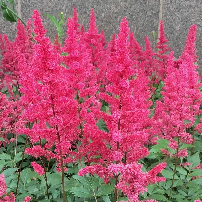 Astilbe Vision in Red - Pluimspirea (Flowering)