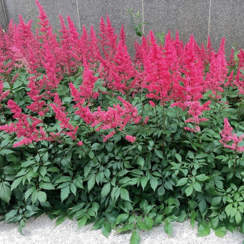 Astilbe Vision in Red - Pluimspirea (Plant habit)