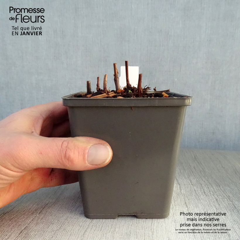 Example of Astilbe Vision in Red Kweekpotje van 8/9 cm as you get in hiver