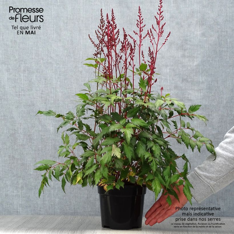 Exemplaar van Astilbe Vision in Red - Pluimspirea Pot van 2 l/3 l zoals geleverd in de lente