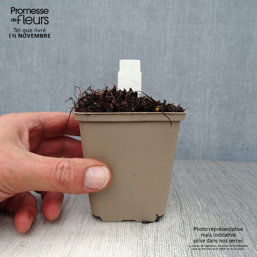 Exemplaar van Astilbe Washington - Pluimspirea Kweekpotje van 8/9 cm zoals geleverd in de herfst