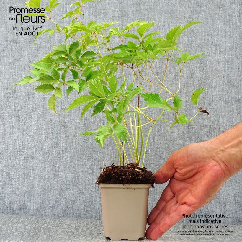 Exemplaar van Astilbe Washington - Pluimspirea Kweekpotje van 8/9 cm zoals geleverd in de zomer