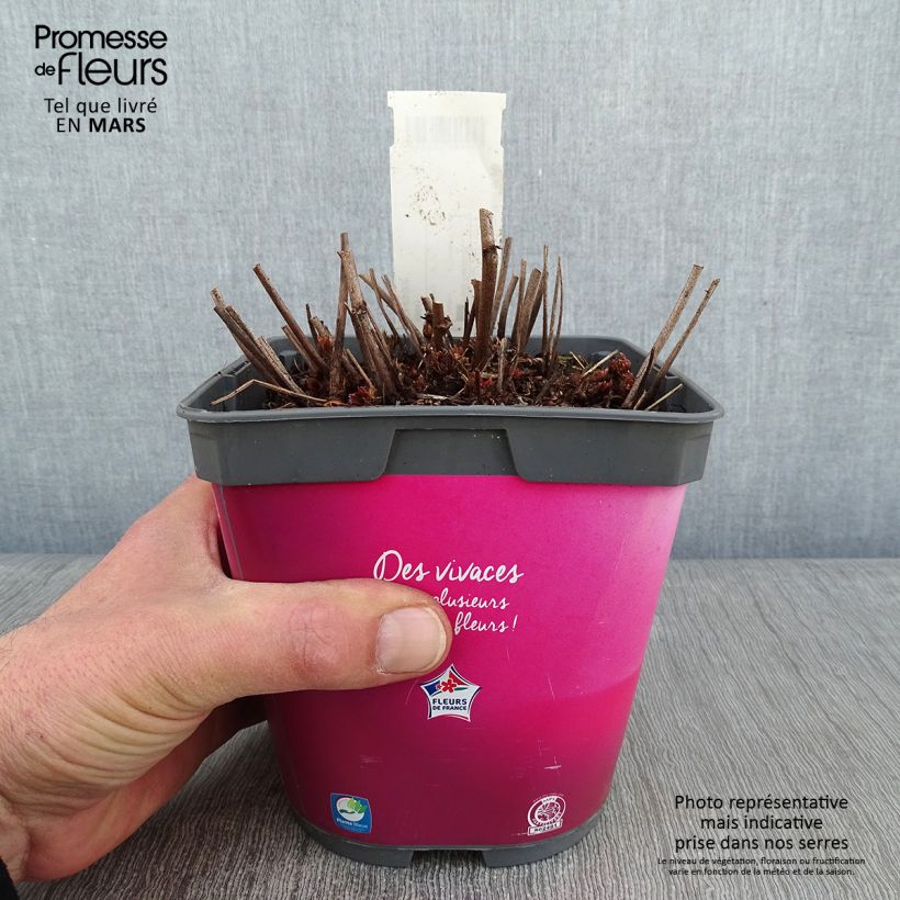 Example of Astilbe Younique® Silvery Pink Pot van 2 l/3 l as you get in hiver