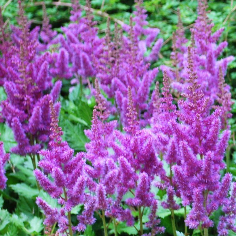 Astilbe arendsii Amethyst - Pluimspirea (Flowering)