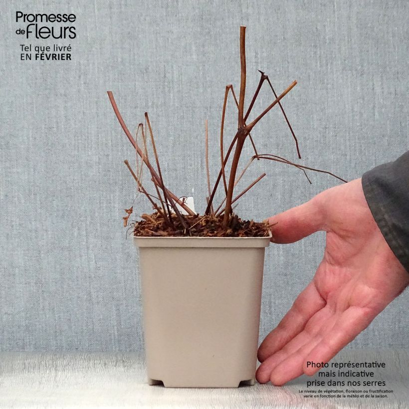 Example of Astilbe arendsii Amethyst - Pluimspirea Kweekpotje van 8/9 cm as you get in hiver