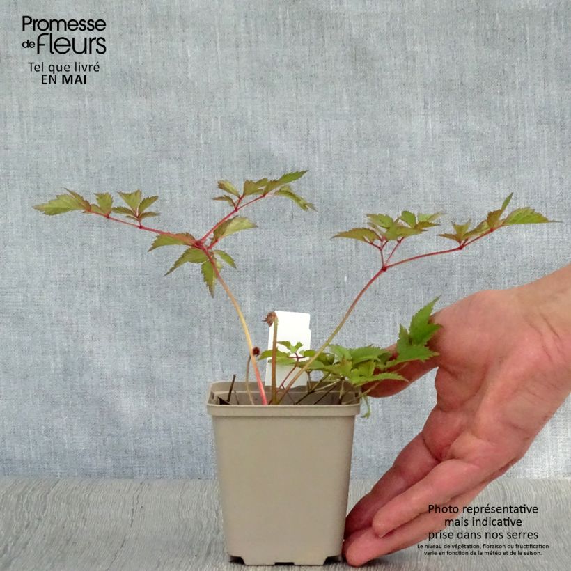 Exemplaar van Astilbe arendsii Amethyst - Pluimspirea Kweekpotje van 8/9 cm zoals geleverd in de lente