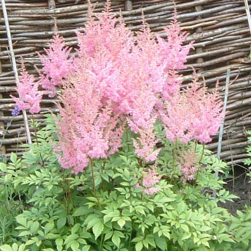 Astilbe arendsii Anita Pfeiffer - Pluimspirea (Flowering)
