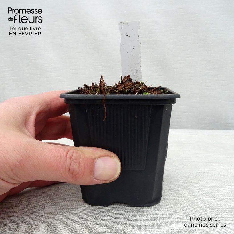 Example of Astilbe arendsii Anita Pfeiffer - Pluimspirea Kweekpotje van 8/9 cm as you get in hiver