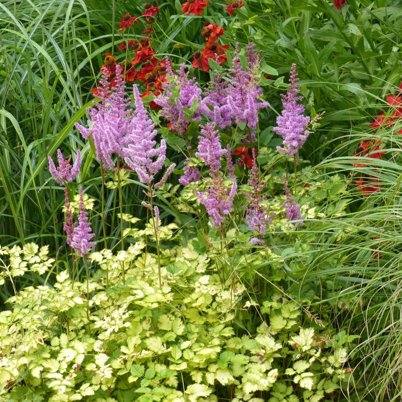 Astilbe arendsii Color Flash Lime - Pluimspirea (Plant habit)