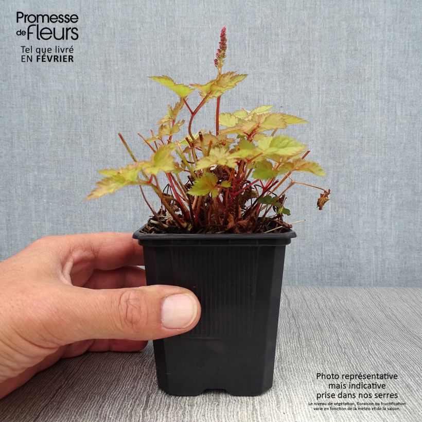 Exemplaar van Astilbe arendsii Color Flash Lime - Pluimspirea Kweekpotje van 8/9 cm zoals geleverd in de herfst