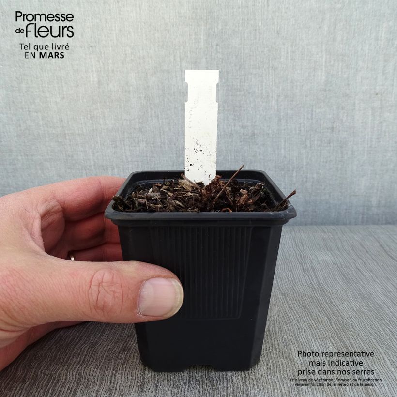 Example of Astilbe arendsii Color Flash Lime - Pluimspirea Kweekpotje van 8/9 cm as you get in hiver