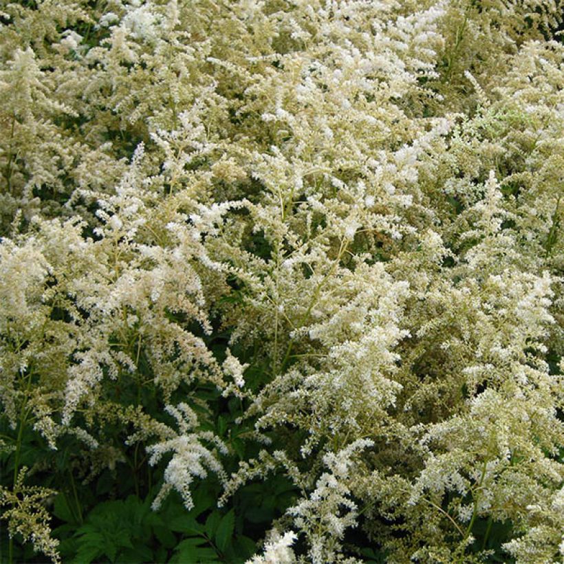 Astilbe arendsii Brautschleier - Pluimspirea (Flowering)