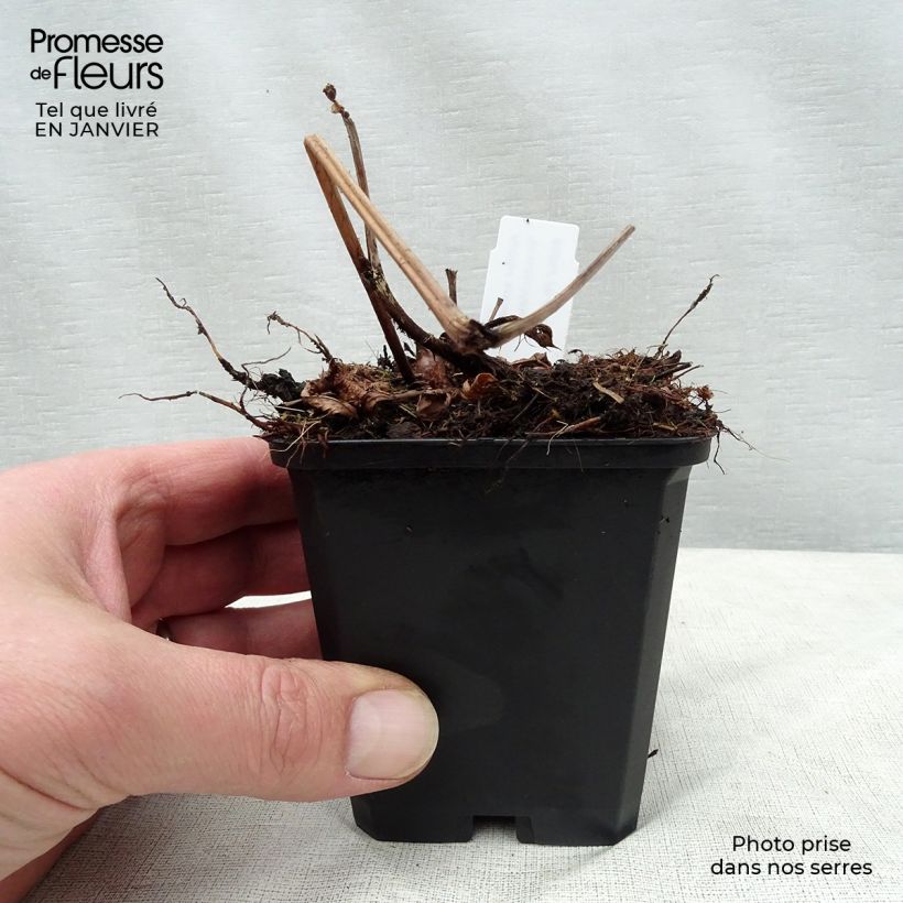 Example of Astilbe arendsii Brautschleier - Pluimspirea Kweekpotje van 8/9 cm as you get in hiver