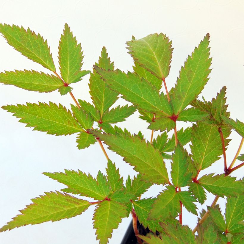 Astilbe arendsii Bressingham Beauty - Pluimspirea (Foliage)