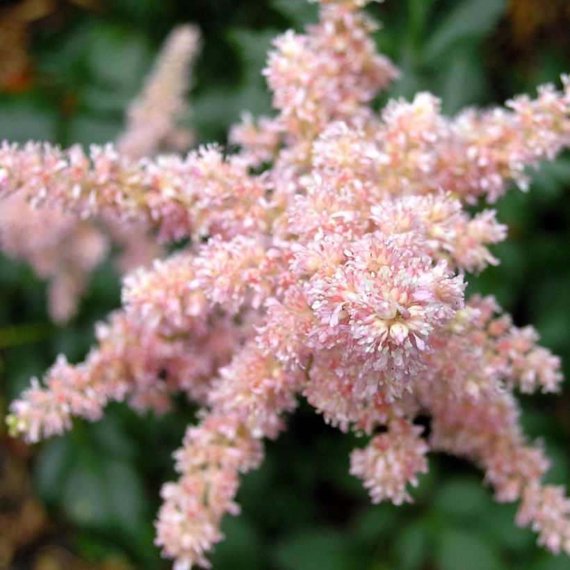Astilbe arendsii Bressingham Beauty - Pluimspirea (Flowering)