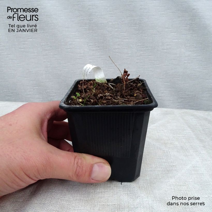 Example of Astilbe arendsii Bressingham Beauty Kweekpotje van 8/9 cm as you get in hiver