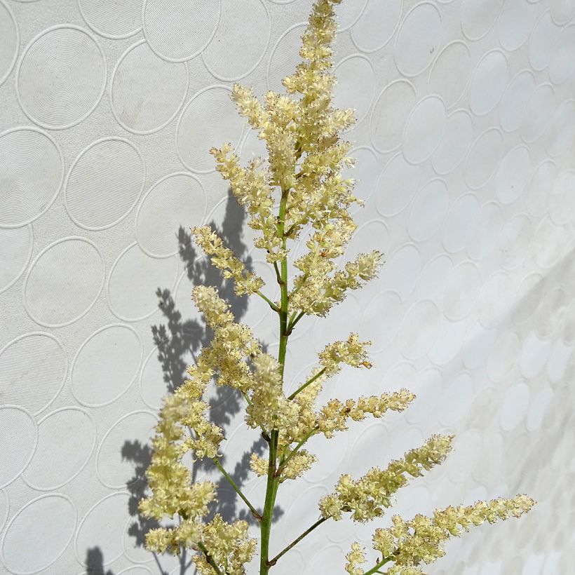 Astilbe arendsii Bumalda - Pluimspirea (Flowering)
