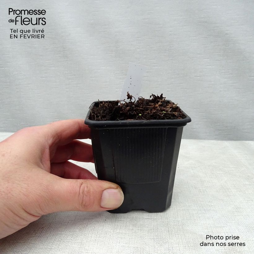 Example of Astilbe arendsii Bumalda Kweekpotje van 8/9 cm as you get in hiver